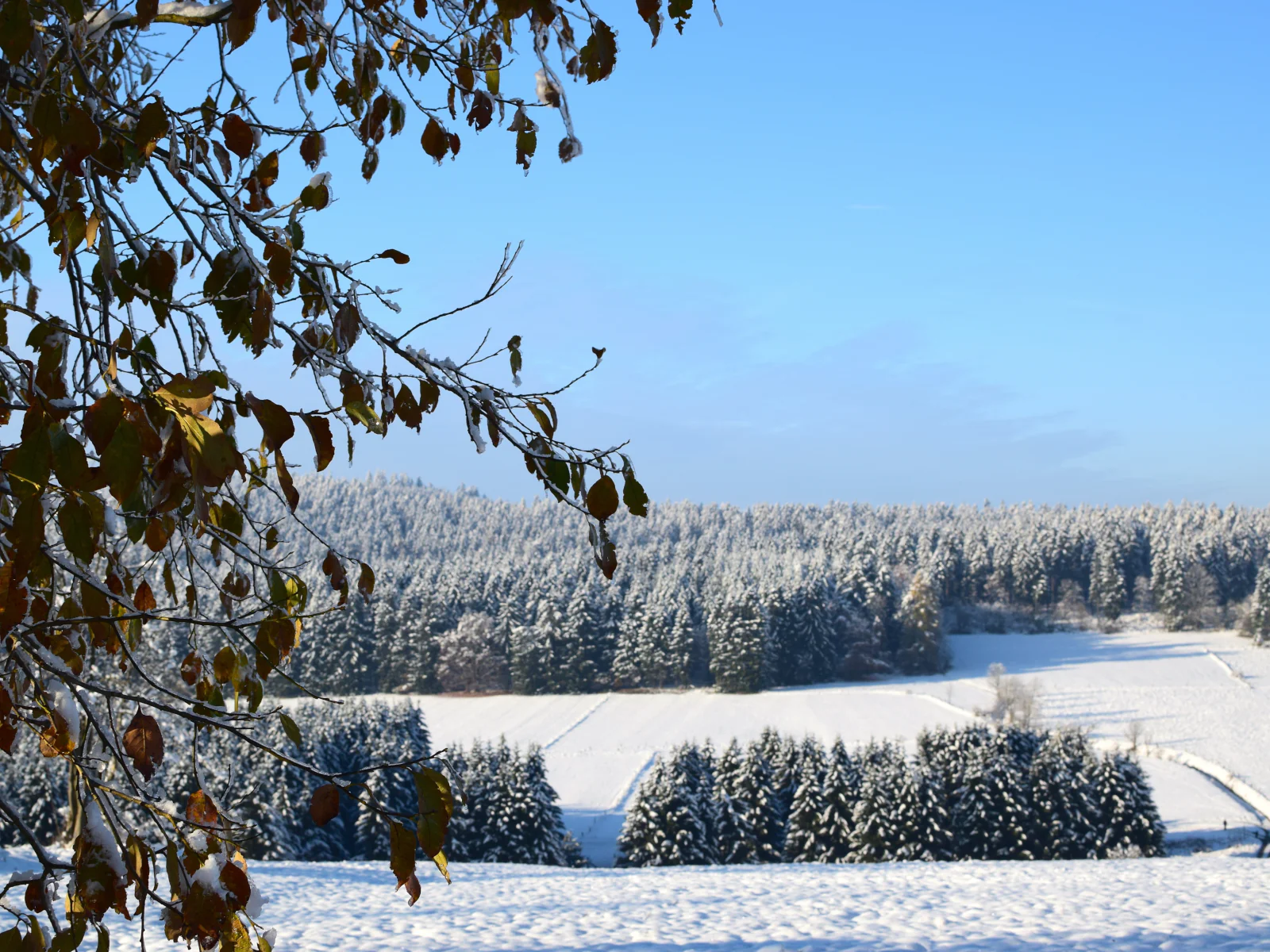 hohegeiß