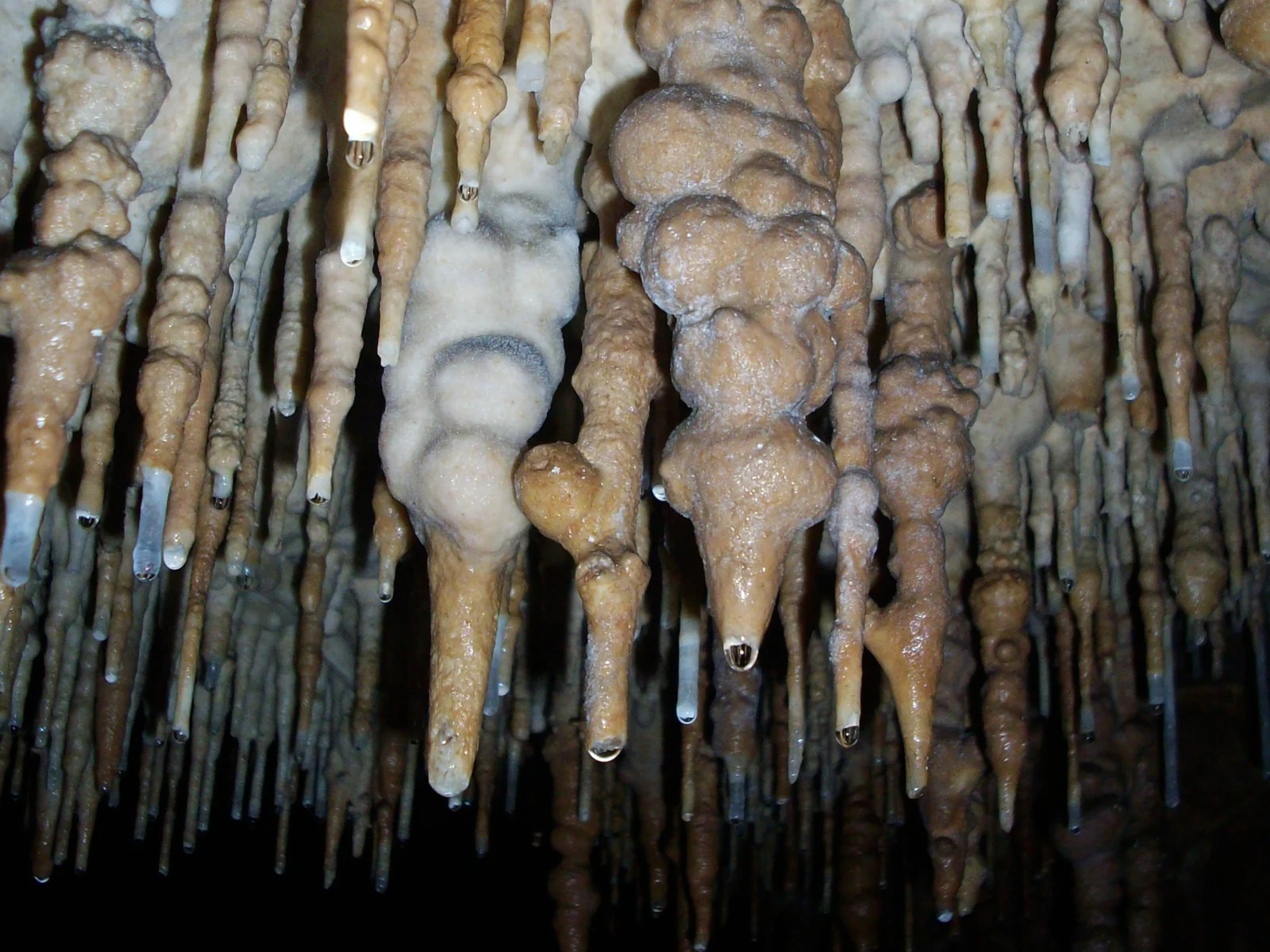 seagul stalactites 323560